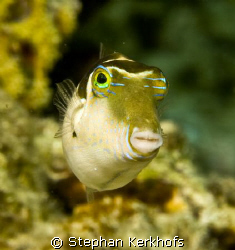 Crowned toby (canthigaster coronata) taken in Ras Kati af... by Stephan Kerkhofs 